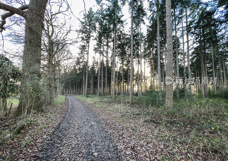 冬天穿过德国森林的一条小路。