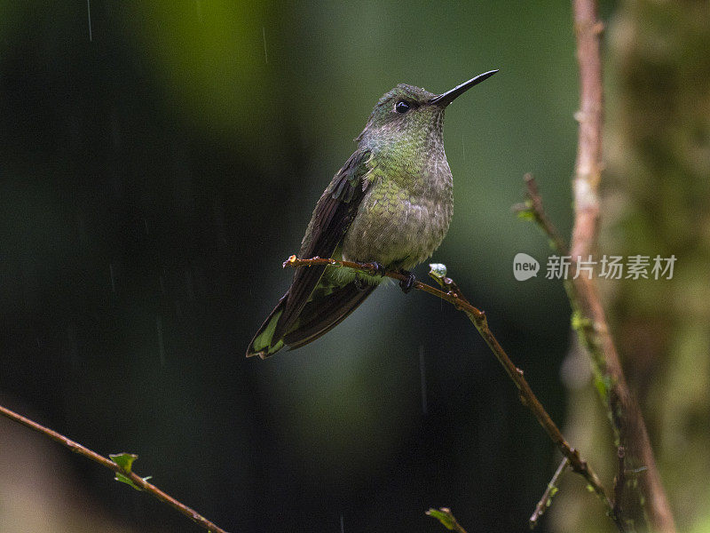 蜂鸟在雨中