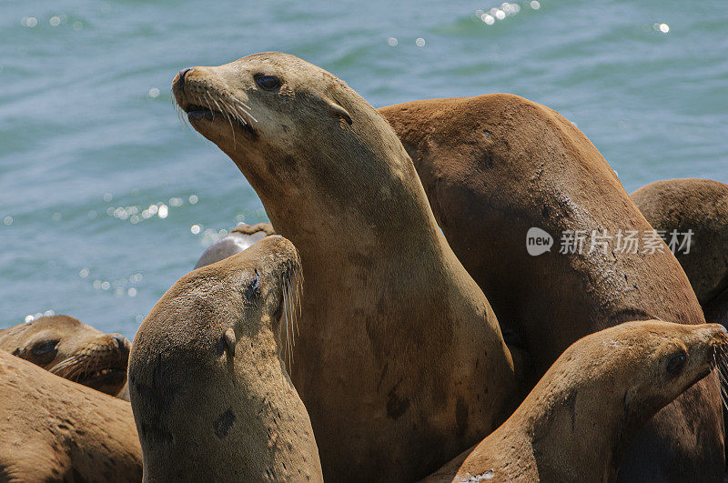 野生海狮宝宝越过其他海豹