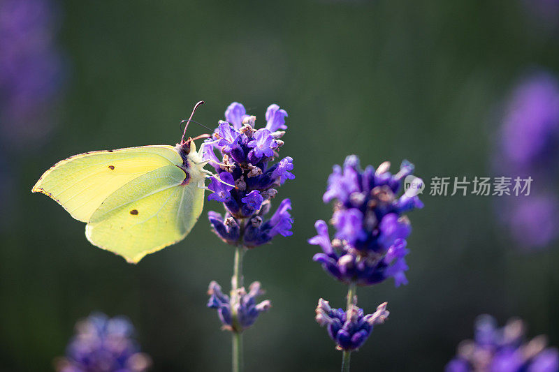 蝴蝶在紫色的花上