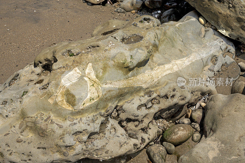 海洋哺乳动物脊椎动物化石，卡比托拉城市海滩，加州