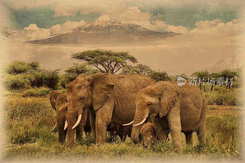 安博塞利国家公园里乞力马扎罗山上的大象的老照片