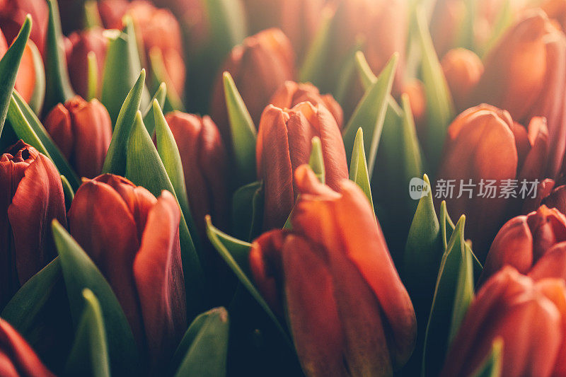 一束红色郁金香靠近。