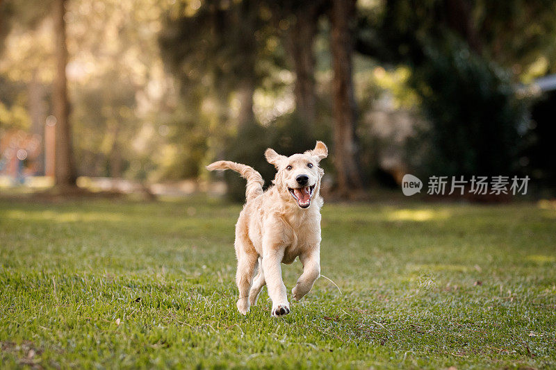 小狗快乐地在草地上奔跑