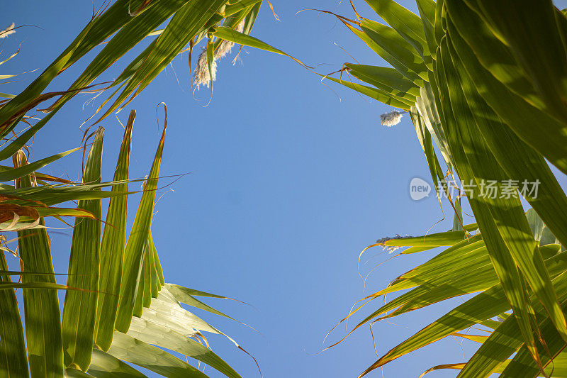 芦苇和天空