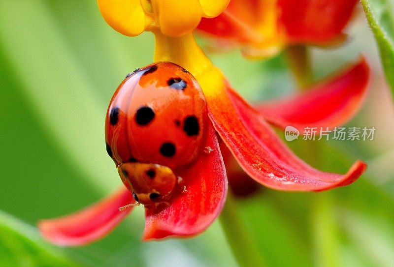甲虫攀爬花瓣-动物行为。