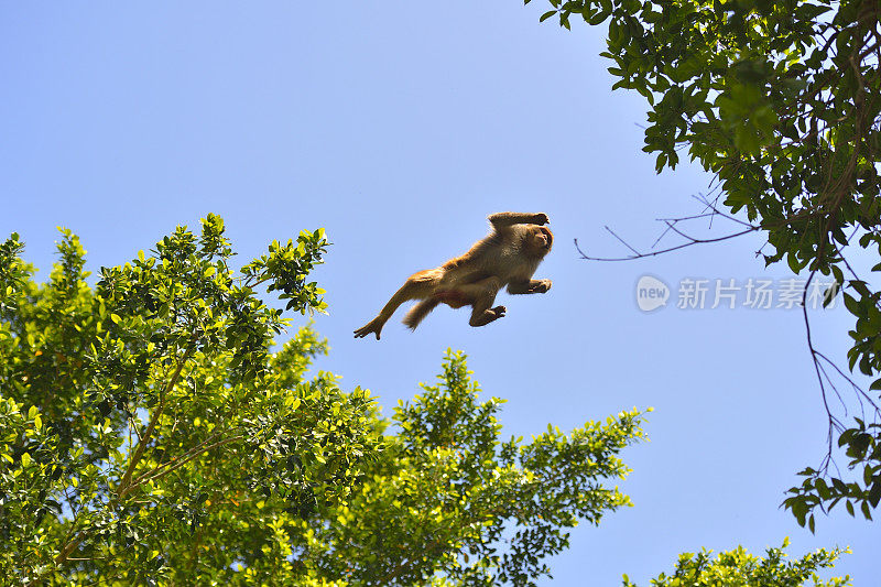 猴子跳跃时在空中的位置