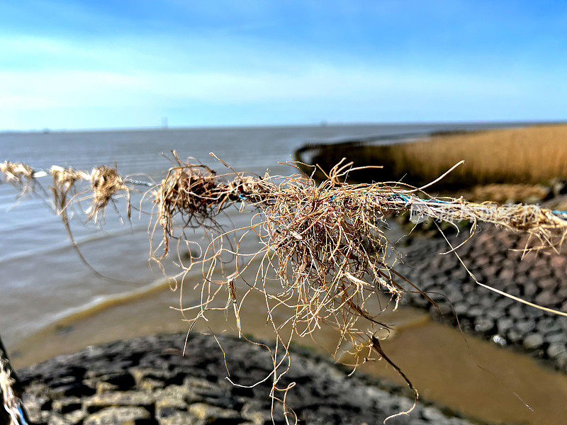 在北海海岸有倒刺的铁丝栅栏上的干草。