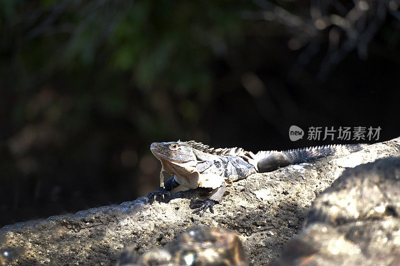 阳光鬣蜥，曼纽尔・安东尼奥，哥斯达黎加