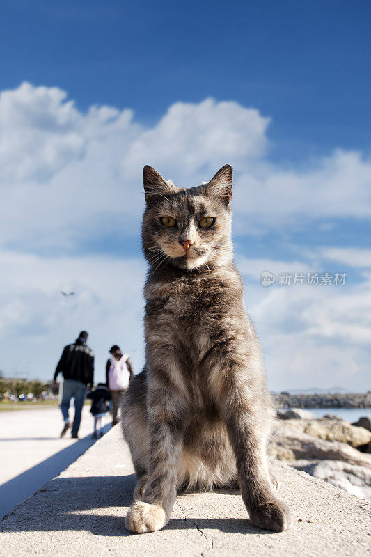 好奇的流浪猫在人行道上