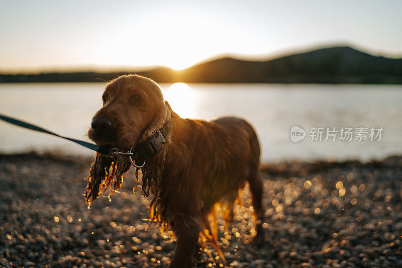 狗狗在湖边享受夏日的夜晚