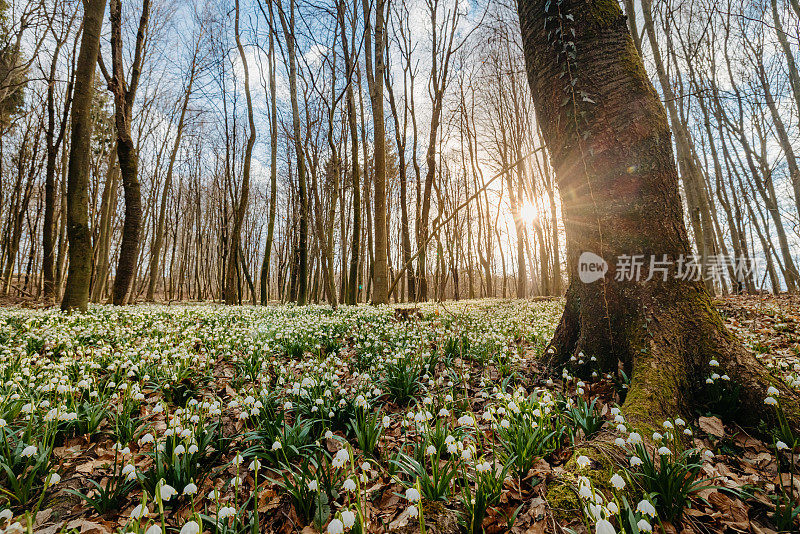 春天的雪花在森林里开花