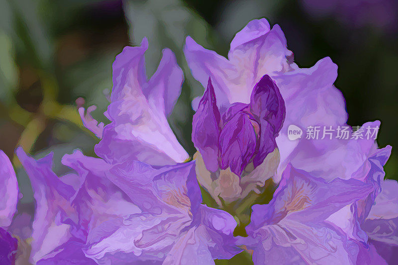 杜鹃花的特写