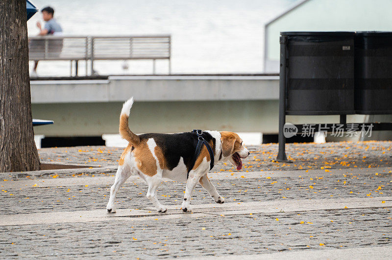 小猎犬的狗