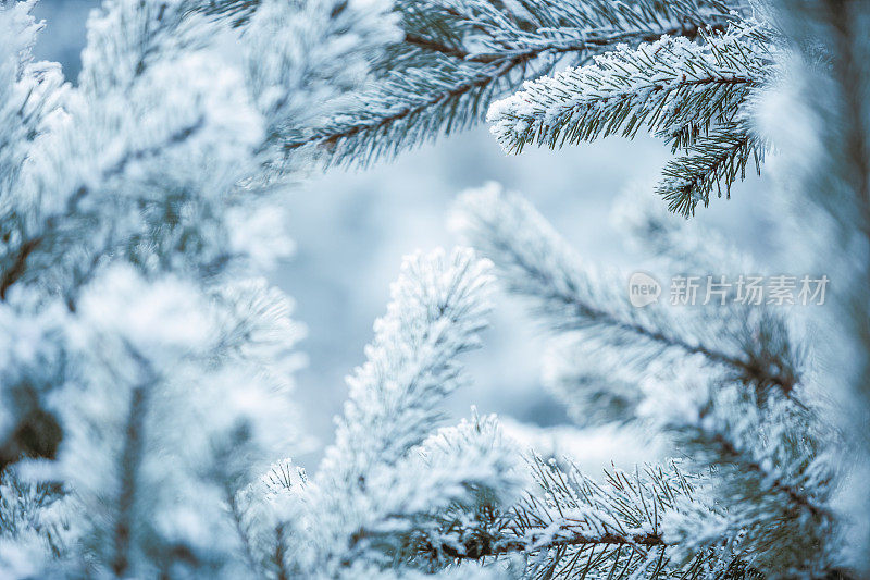 冬天的景象——覆盖着积雪的冰冻松枝。森林里的冬天