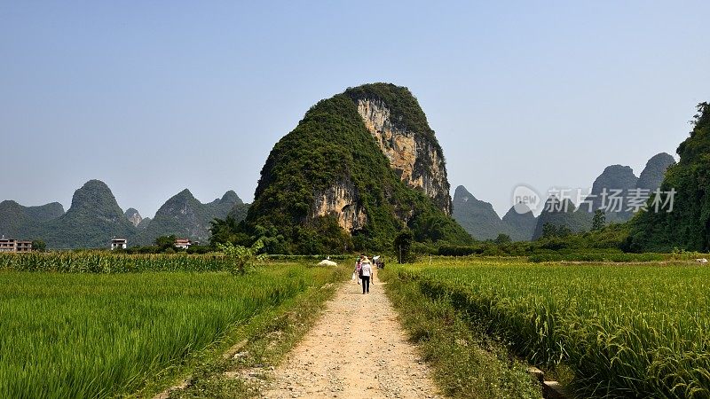 喀斯特地貌未污染农业区-稻田