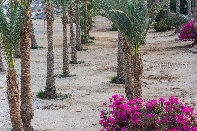 许多棕榈树在沙滩上与花度假