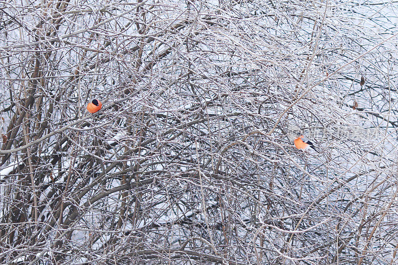树枝上的红腹烟雀。鸟类。冬季森林。树枝上的雪。自然背景。寒冷的天气。气候。霜