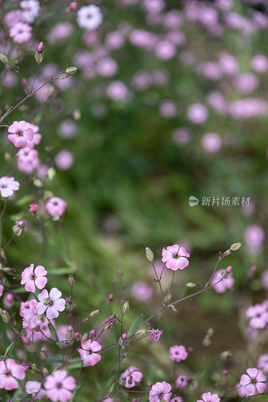 背景是盛开的粉红色野花