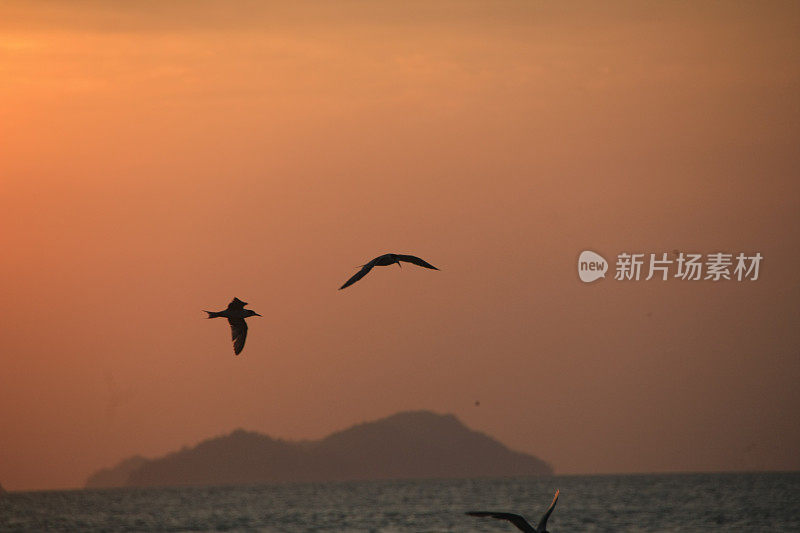 一群鸟排成队形飞过黄色的天空