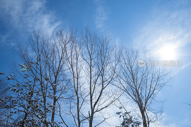 冬季景观，白雪覆盖的树木和阳光