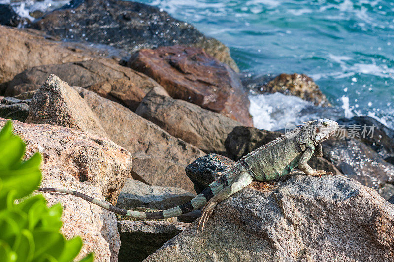 鬣蜥坐在阿鲁巴的岩石上