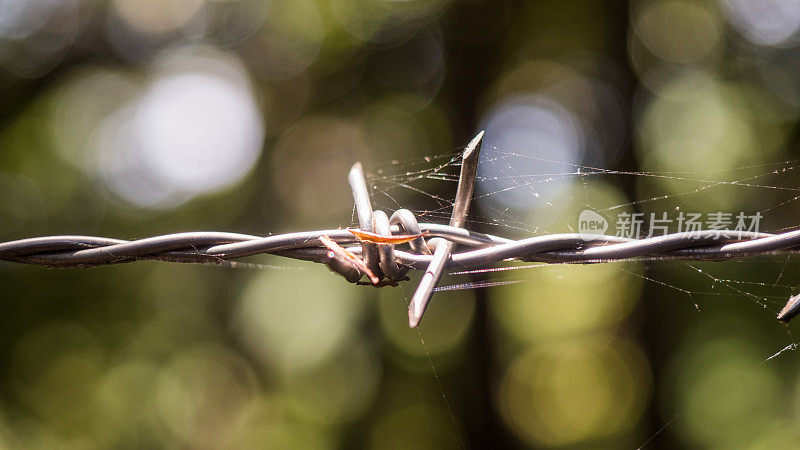 近距离拍摄铁丝网上的蜘蛛网