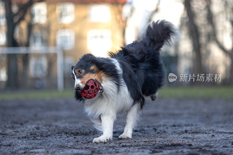 雪莉牧羊犬在玩球