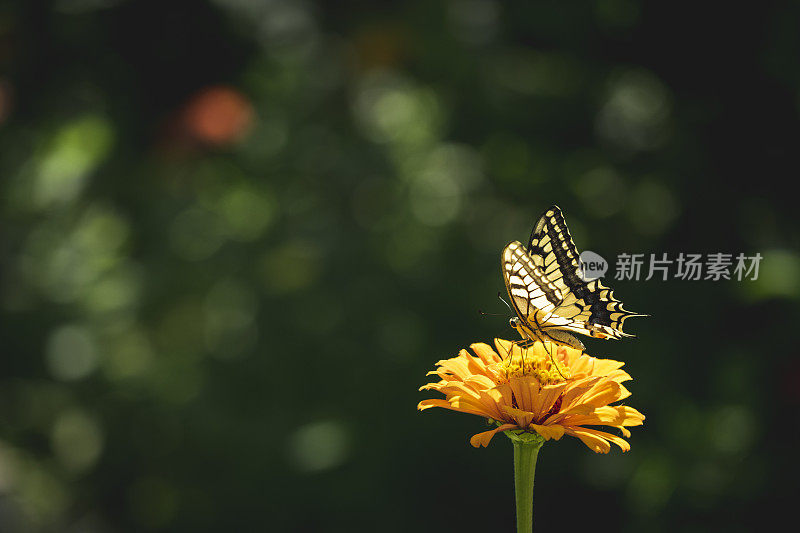 一朵花上的黄色燕尾蝶特写