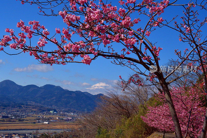 富士山和樱花:从神奈川县松田山眺望