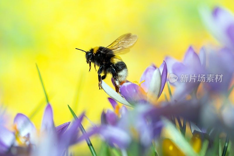 大黄蜂在番红花上