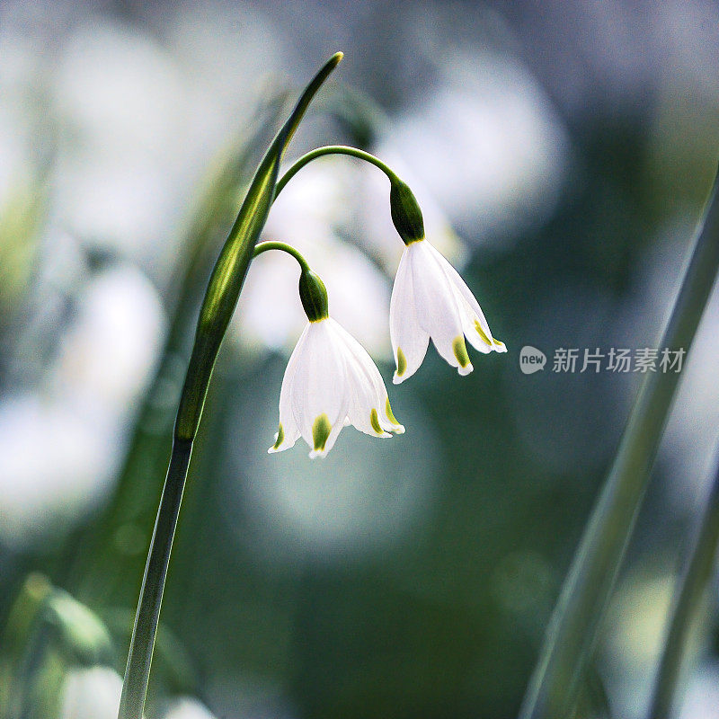 雪花莲