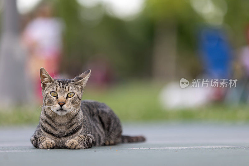 一只斑纹流浪猫躺在地上。