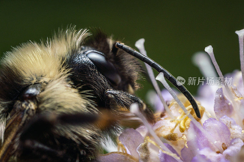 大黄蜂为紫色花朵的花蜜授粉