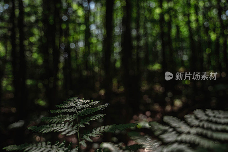 神秘林地中的戏剧性蕨类植物