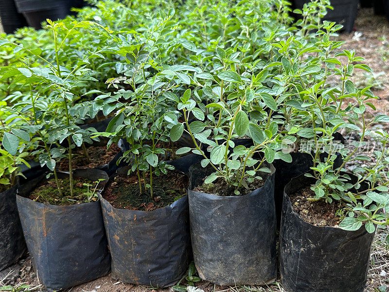 薄荷草本植物的特写图像生长在花园中心，草本幼苗出售与根包裹在黑色塑料，重点在前景