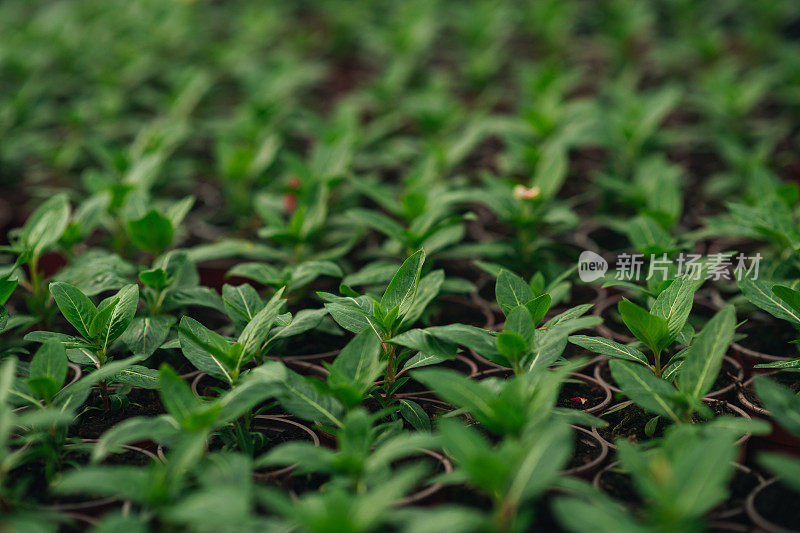 温室里一排排的小盆栽植物