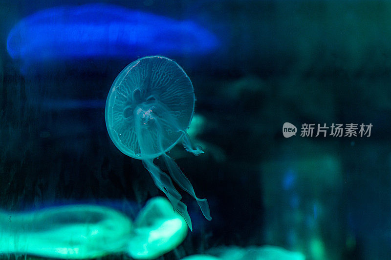 在蓝色水族箱里繁殖的水母