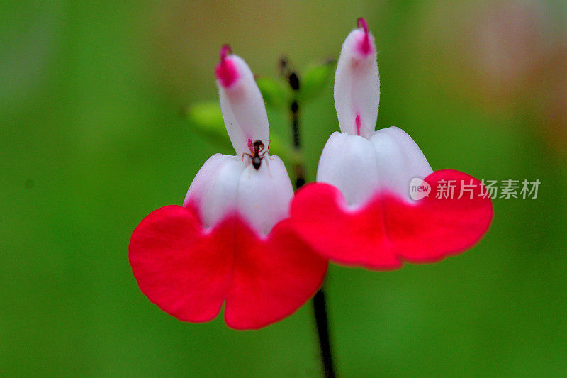 小叶鼠尾草:红色和白色的花