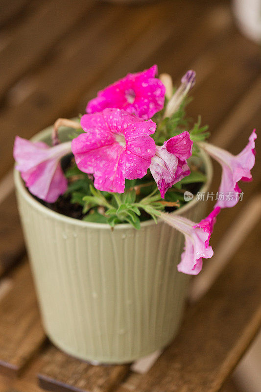 在一个木制的野餐桌上，一个浅绿色的陶瓷花盆里有一朵粉红色的热带花