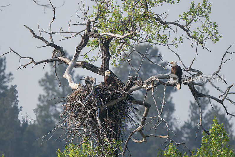 在美国西部蒙大拿州中部，一对白头鹰在他们的筑巢树上