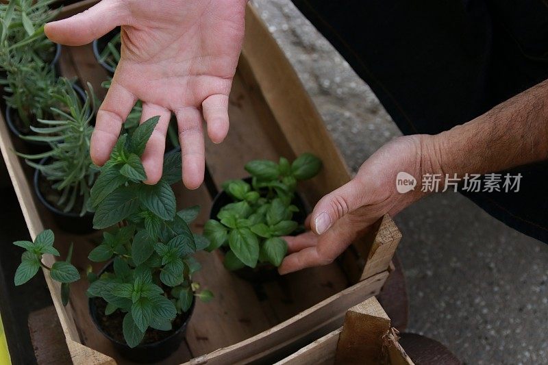 一个男人选择草药