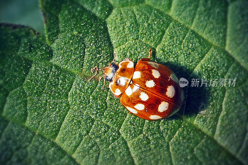 奶油斑瓢虫昆虫