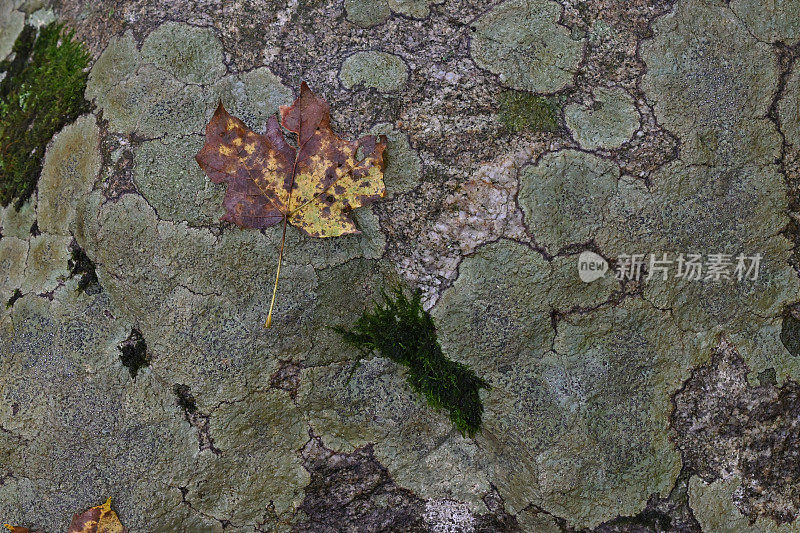 枫叶在地衣覆盖的巨石上