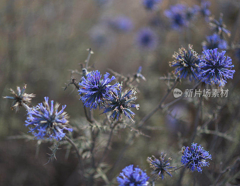 紫锥菊，普通蓝蓟。