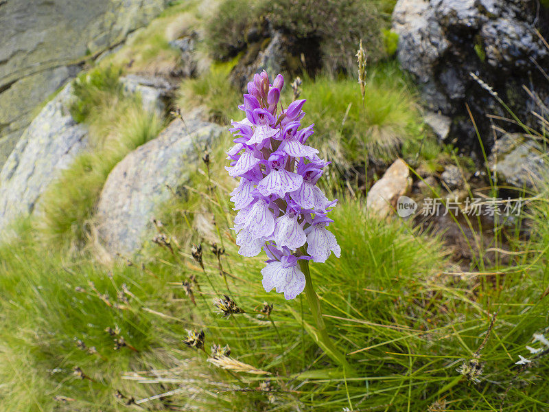 山里的野花