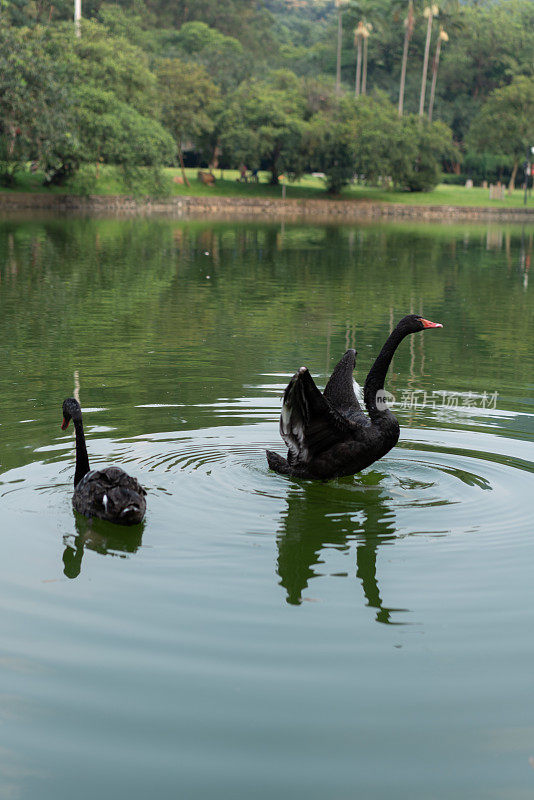 美丽的黑天鹅一起在湖里游泳。
