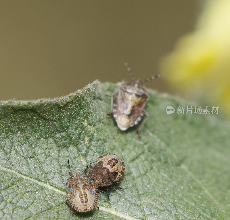 毛盾虫成虫及两若虫