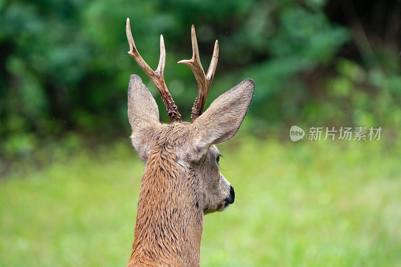 我后院的狍，挪威奥斯陆