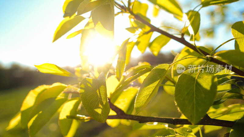 特写，DOF:春天的阳光透过嫩绿的树叶照耀